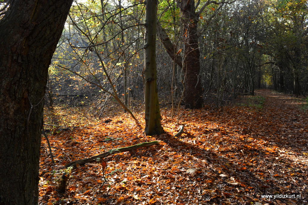 Wandeling Heerenduinen IJmuiden